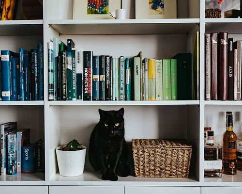 pet-animal-cat-books