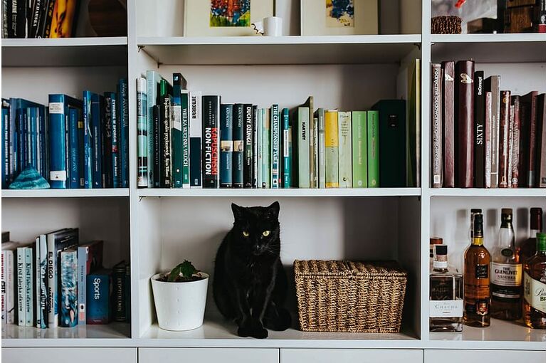 pet-animal-cat-books